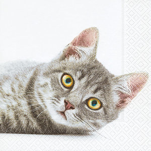 P+D servet Katze, 33x33cm, design 200284