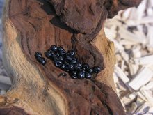 Rocailles 6/0, 4mm, zwart