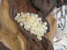 Rocailles 6/0, 4mm, melkwit