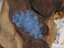 Rocailles 6/0, 4mm, safierblauw mat