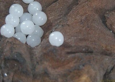 Kraal, 04mm, white jade