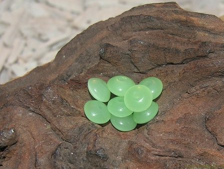 414133869 Rondel, 8x6mm, licht groen