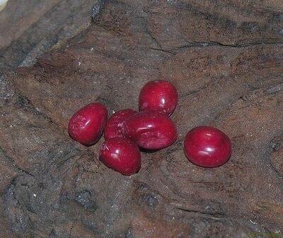Koraal kiezels, ca 7x5mm, diep rood