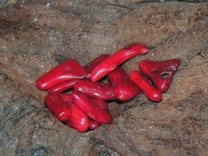 Kralen Natuurlijke materialen Koraal